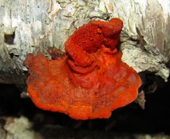 Pycnoporus sanguineus image
