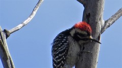 Dryobates nuttallii × scalaris