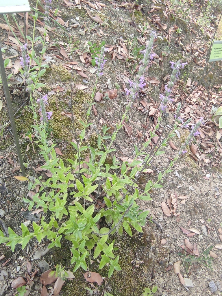 Nepeta apuleji