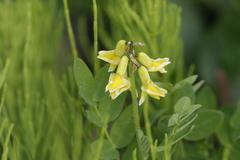 Astragalus umbellatus