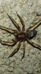 Liocranum rupicola