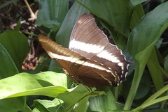 Siproeta epaphus trayja