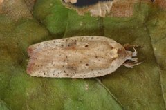 Agonopterix nervosa