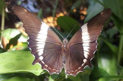 Siproeta epaphus trayja