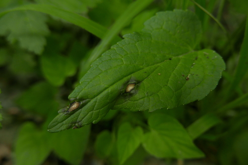 Ramularia macrospora