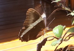 Siproeta epaphus trayja