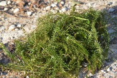 Hydrocharitaceae