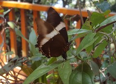 Siproeta epaphus trayja