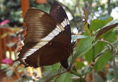 Siproeta epaphus trayja