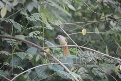 Phyllastrephus scandens