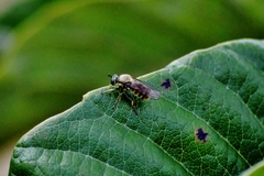 Laphriinae