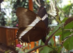 Siproeta epaphus trayja