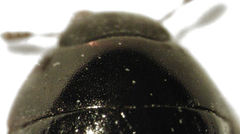 Dactylosternum marginale