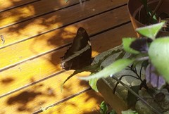 Siproeta epaphus trayja