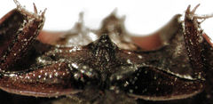 Dactylosternum marginale