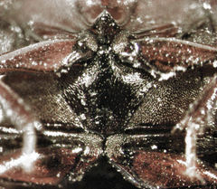 Dactylosternum marginale