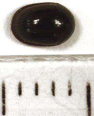 Dactylosternum marginale