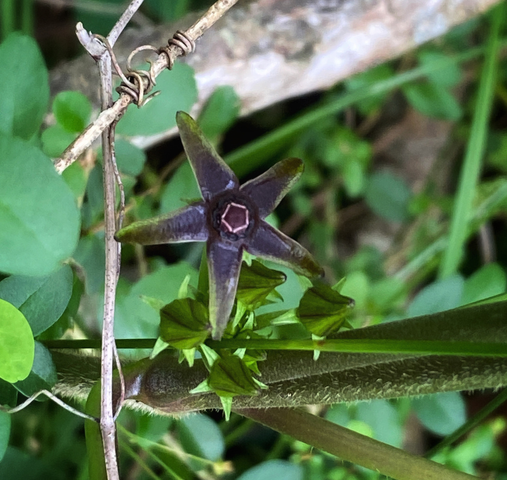 Anglepod from Rebecca Kennedy Rd, Rocky Point, NC, US on May 20, 2023 ...