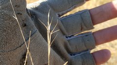 Aristida ternipes gentilis