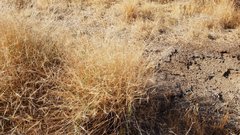 Aristida ternipes gentilis
