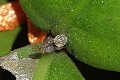 Siproeta epaphus trayja