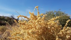 Atriplex canescens canescens