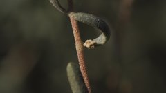 Atriplex canescens canescens