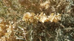 Atriplex canescens canescens