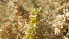 Atriplex canescens canescens