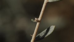 Atriplex canescens canescens