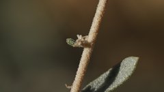 Atriplex canescens canescens