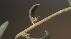 Atriplex canescens canescens