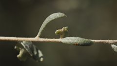 Atriplex canescens canescens