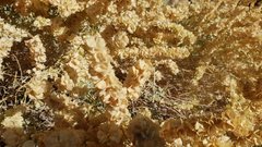 Atriplex canescens canescens