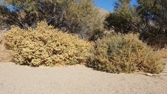 Atriplex canescens canescens