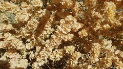 Atriplex canescens canescens