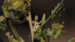 Atriplex canescens canescens