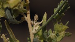 Atriplex canescens canescens