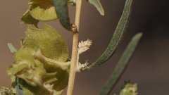 Atriplex canescens canescens