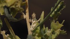 Atriplex canescens canescens