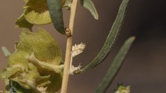 Atriplex canescens canescens