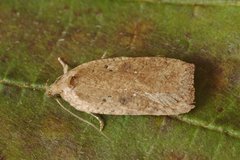 Agonopterix scopariella