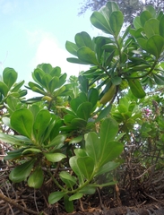 Scaevola taccada taccada