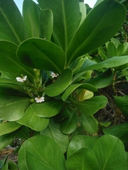 Scaevola taccada taccada