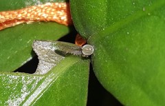 Siproeta epaphus trayja
