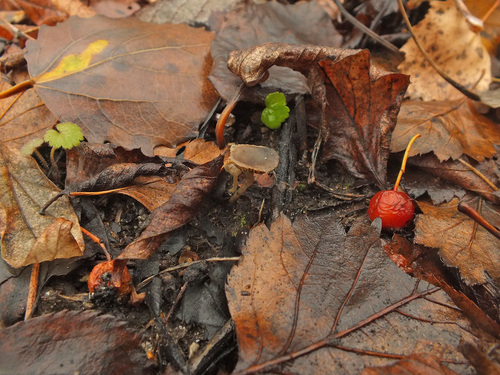 Tubaria dispersa image