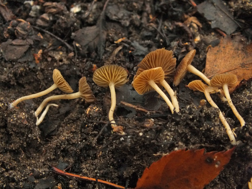 Tubaria dispersa image