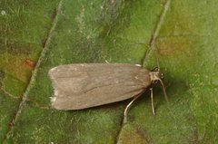 Acompsia cinerella