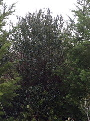 Ceanothus velutinus laevigatus