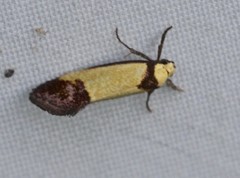 Crepidosceles timalphes